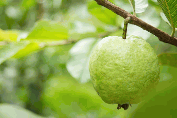 Organic guava