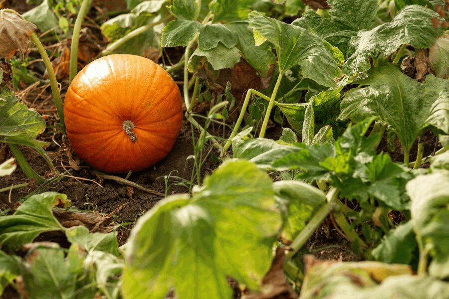 organic--yellow-pumpkin