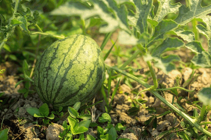 organic water melon